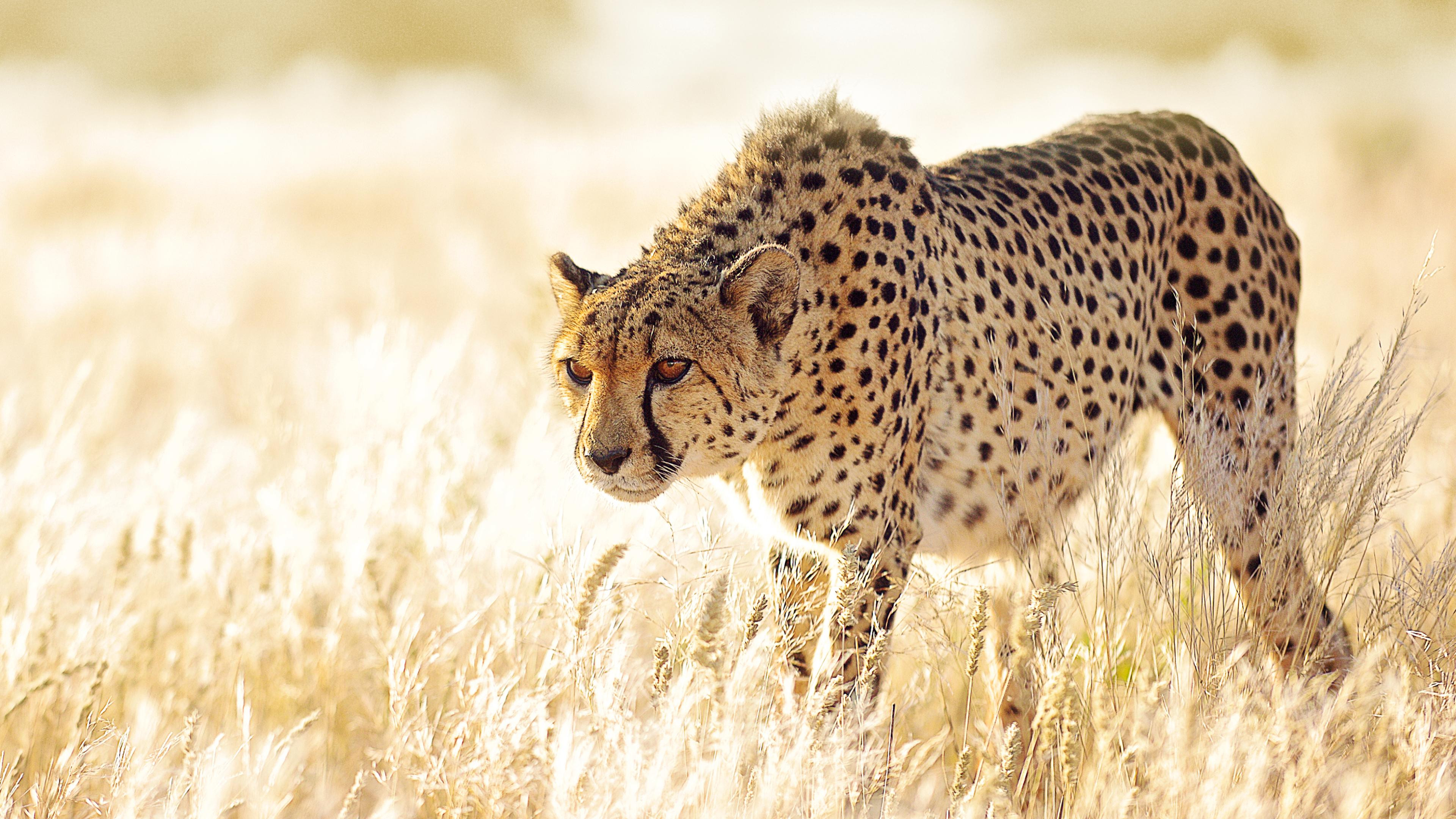 The Hunt